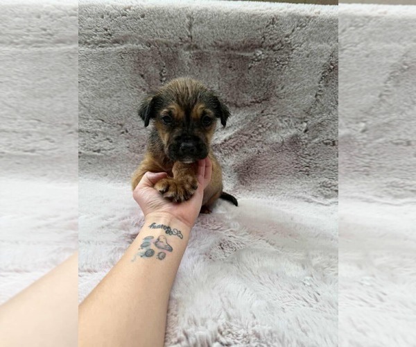 Medium Photo #12 Border Terrier-Chihuahua Mix Puppy For Sale in Princeton, MN, USA