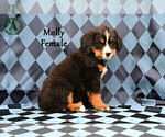 Small Photo #51 Bernese Mountain Dog Puppy For Sale in HARRISONBURG, VA, USA