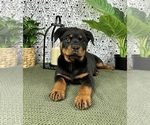 Small #3 Rottweiler