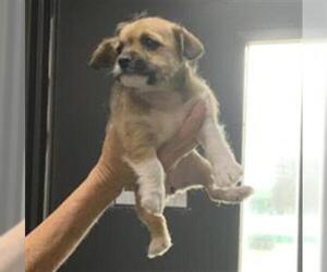 Chihuahua-Unknown Mix Dogs for adoption in Visalia, CA, USA