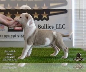 American Bully Puppy for sale in GREELEY, CO, USA