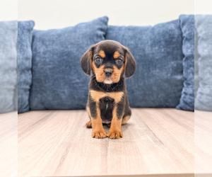 Beaglier Puppy for sale in MILLERSBURG, OH, USA