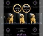Small #5 Poodle (Toy)
