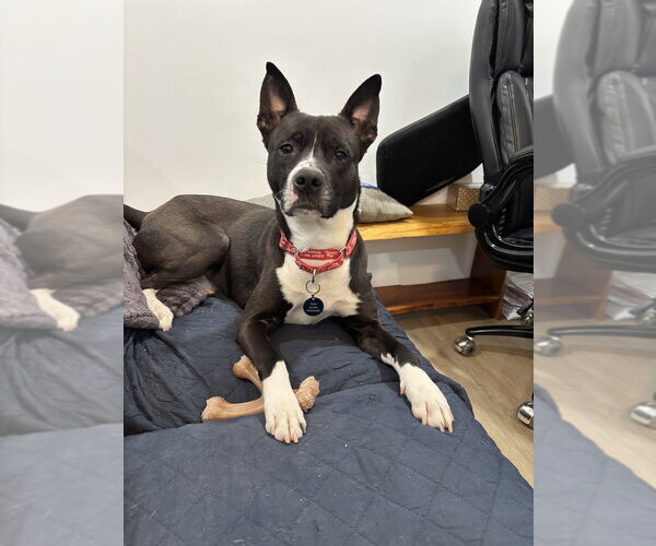 Medium Photo #5 Mutt Puppy For Sale in Springdale, PA, USA