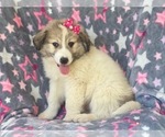 Small Photo #4 Great Pyrenees Puppy For Sale in LAKELAND, FL, USA