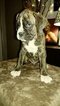 Small Photo #14 Boxer Puppy For Sale in KENNEWICK, WA, USA