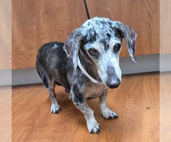 Medium Photo #4 Dachshund Puppy For Sale in Weston, FL, USA