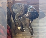 Small #7 Boxer