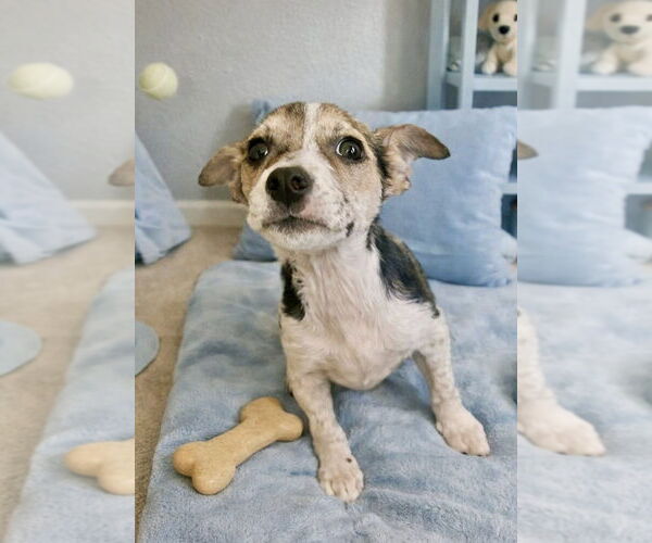 Medium Photo #3 Jack Russell Terrier Puppy For Sale in San Diego, CA, USA