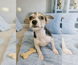 Blueberry - Female Jack Russell Terrier Dog for Adoption - Photo #3