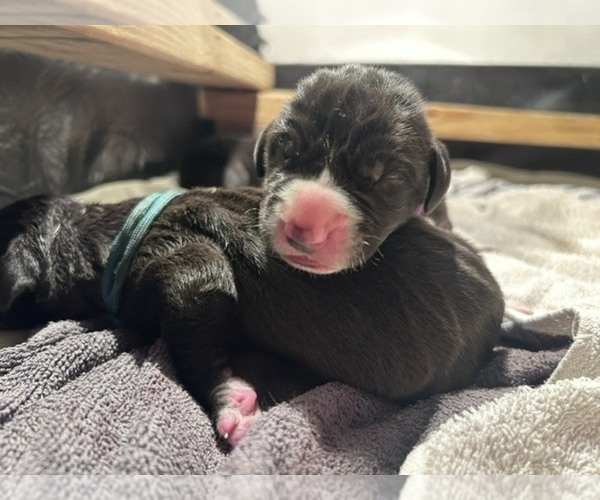 Medium Photo #3 Great Dane Puppy For Sale in WILLIS, TX, USA