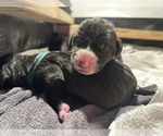 Small #2 Great Dane