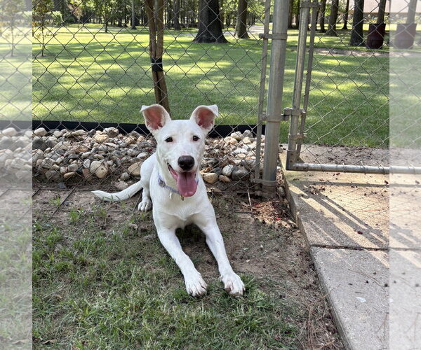 Medium Photo #3 Carolina Dog-Unknown Mix Puppy For Sale in Rockaway, NJ, USA