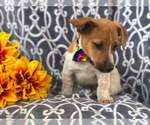 Small Photo #11 Australian Cattle Dog-Jack Russell Terrier Mix Puppy For Sale in LAKELAND, FL, USA