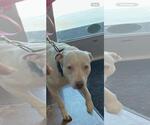 Small American Pit Bull Terrier Mix