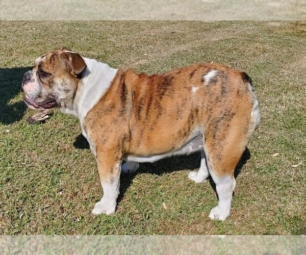 Medium Photo #1 English Bulldog Puppy For Sale in FORT GIBSON, OK, USA