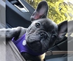 Small Photo #1 French Bulldog Puppy For Sale in CLIFTON, NJ, USA