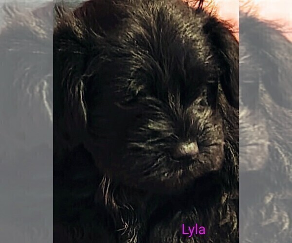 Medium Photo #14 Schnauzer (Miniature) Puppy For Sale in ENID, OK, USA