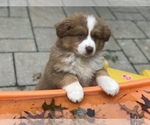 Small Photo #8 Australian Shepherd Puppy For Sale in COLESVILLE, MD, USA