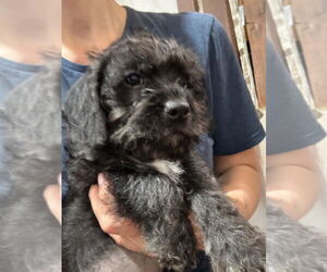 Mutt Dogs for adoption in San Diego, CA, USA