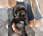 Small Mutt