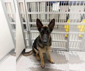 German Shepherd Dog Dogs for adoption in Sugar Land, TX, USA