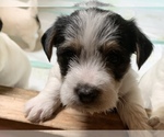 Small Photo #2 Jack Russell Terrier Puppy For Sale in MISSOURI VALLEY, IA, USA
