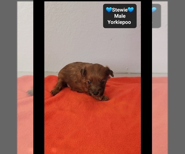 Medium Photo #2 Yorkipoo Puppy For Sale in TUCSON, AZ, USA