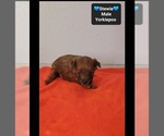 Stewie - Male Yorkipoo Puppy for Sale - Photo #2