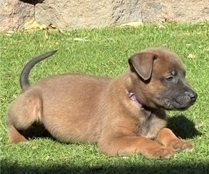 Belgian Malinois Puppy for Sale in DIXON, California USA