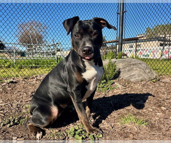 Medium Photo #1 Mutt Puppy For Sale in Santa Cruz, CA, USA