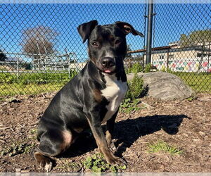 Mutt Dogs for adoption in Santa Cruz, CA, USA
