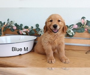 Golden Retriever Puppy for Sale in GREENEVILLE, Tennessee USA