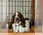 Small #1 Basset Hound