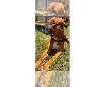 Small #4 Boxer