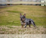 Small Photo #14 French Bulldog Puppy For Sale in CYPRESS, TX, USA
