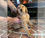 Small Photo #1 Golden Retriever Puppy For Sale in YAKIMA, WA, USA