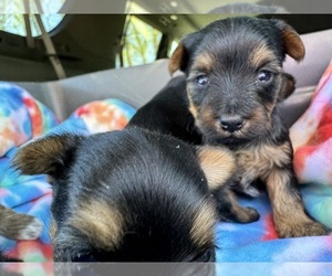 Yorkshire Terrier Puppy for Sale in MURRAYVILLE, Georgia USA