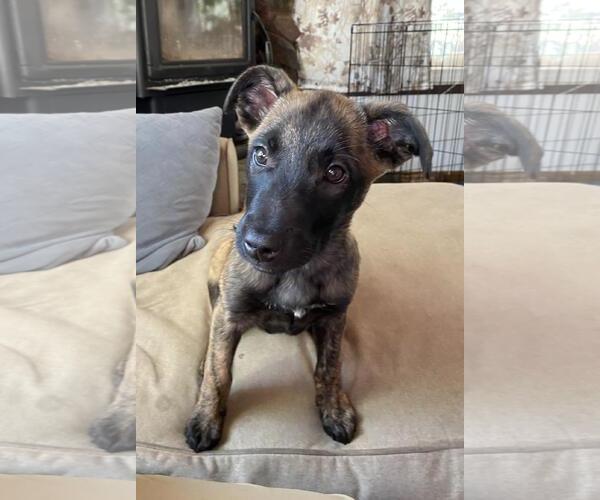 Medium Photo #6 German Shepherd Dog-Unknown Mix Puppy For Sale in Incline Village, NV, USA