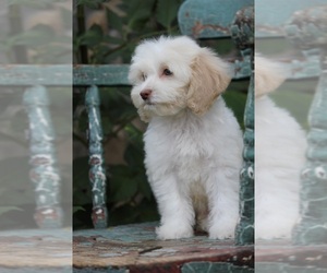 Medium Cavapoo