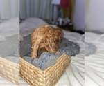 Small Photo #7 Goldendoodle (Miniature) Puppy For Sale in MIAMI, FL, USA