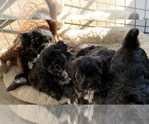 Medium Photo #1 ShihPoo Puppy For Sale in TALALA, OK, USA