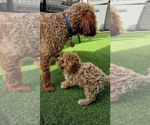 Medium Photo #8 Miniature Labradoodle Puppy For Sale in SAN DIEGO, CA, USA