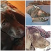 Small Photo #1 German Shorthaired Weimaraner Puppy For Sale in LITTLE CANADA, MN, USA