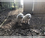 Small Photo #4 Great Pyrenees Puppy For Sale in CLEBURNE, TX, USA