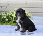 Small #11 Bernedoodle (Miniature)