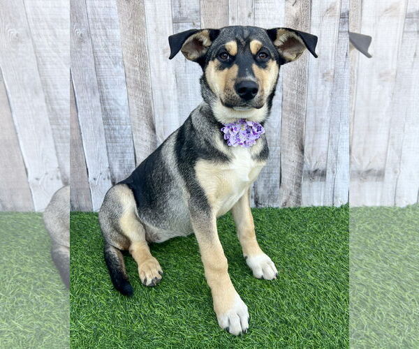 Medium Photo #1 Gerberian Shepsky Puppy For Sale in Corona, CA, USA