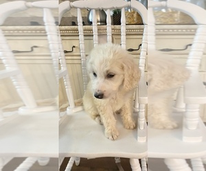 Goldendoodle-YorkiePoo Mix Puppy for sale in MIDDLESEX, NC, USA
