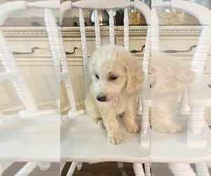 -Goldendoodle Mix Puppy for sale in MIDDLESEX, NC, USA