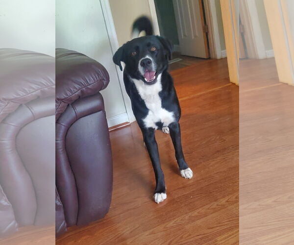 Medium Photo #3 Labrador Retriever-Siberian Husky Mix Puppy For Sale in Forest, VA, USA